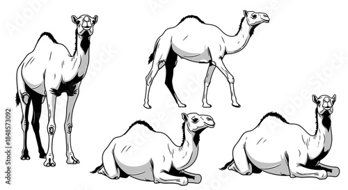 Photography Camel poses outline style for animal and desert themes