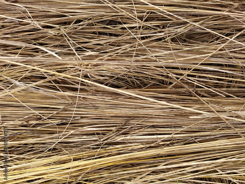 Yellow dry grass. Texture of dried grass stems, background.