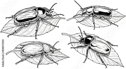Beetles on leaves detailed monochrome artwork