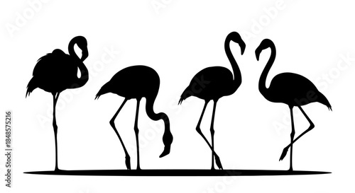 Flamingos silhouettes standing together