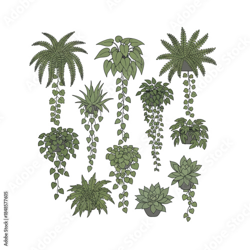 Hanging Succulent Plants and Palms Collection.