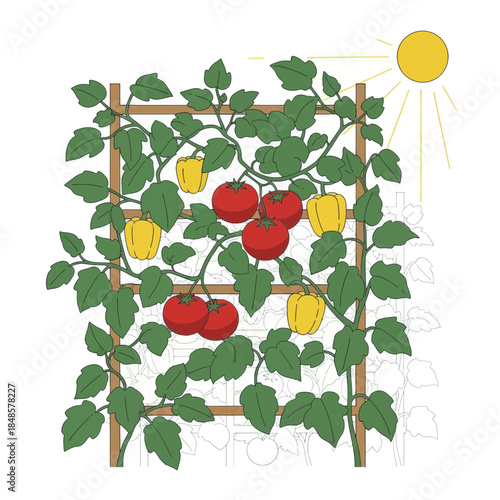 Tomato Plant Growing on Trellis with Fruit.