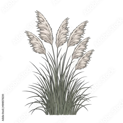Pampas grass plant with fluffy feathery plumes.