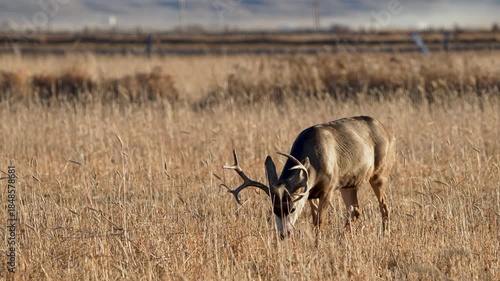 Mule deer buck grazing in a farm field in Utah as it chews in slow motion.