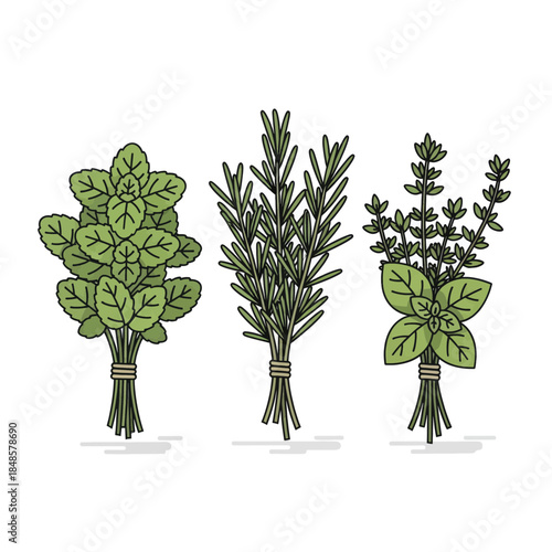 Three Fresh Herb Bundles on White Background.
