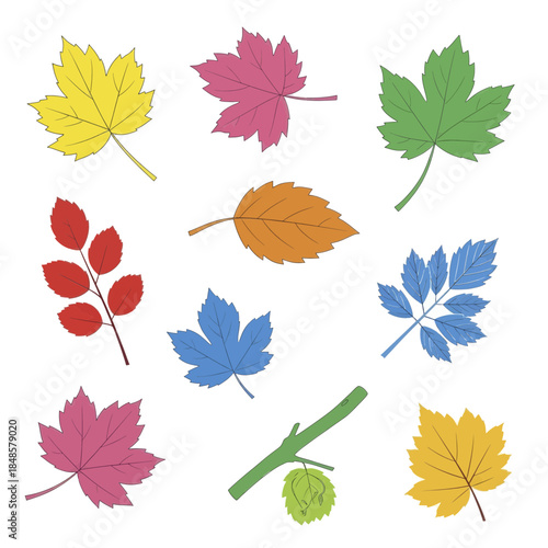 Assorted Colorful Autumn Leaves Collection.