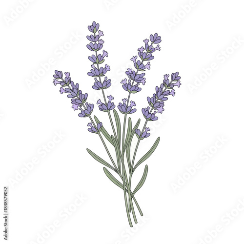 Lavender Sprigs Botanical Illustration Isolated On White.