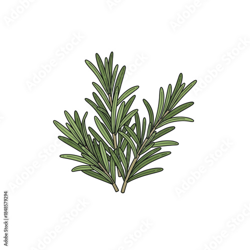 Fresh Rosemary Sprig Isolated Against White Background.