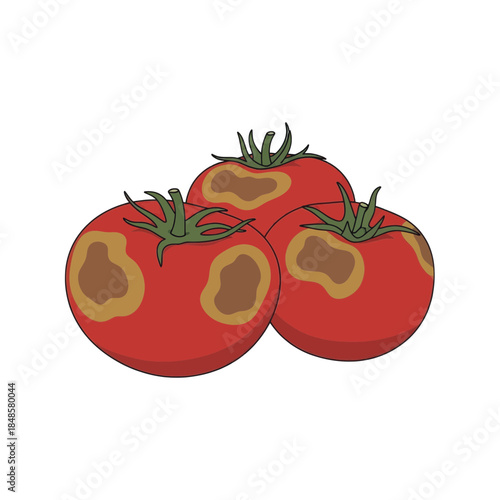 Three Juicy Red Tomatoes With Spotty Skin Focus.