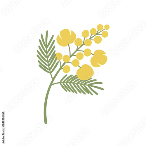 Yellow Mimosa Sprig with Round Blossoms Close Up.