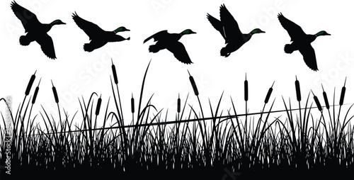 Flying mallard ducks silhouette, marsh grass with cattails, waterfowl hunting landscape, wetland wildlife nature scene, bird migration lake pond, cad drawing flat vector illustration