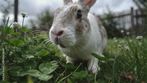 Rabbit hopping and eating clover in green garden. Small bunny exploring grass in backyard. Pet animal enjoying nature.