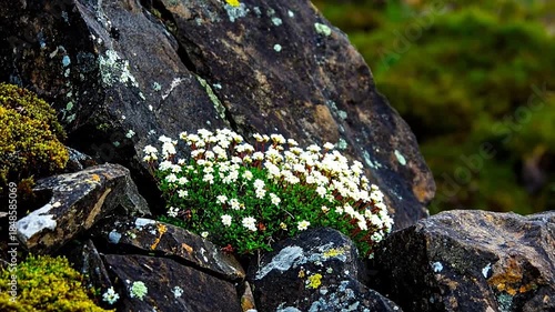 A cluster of white flowers and green foliage thriving in the crevice of weathered dark rocks