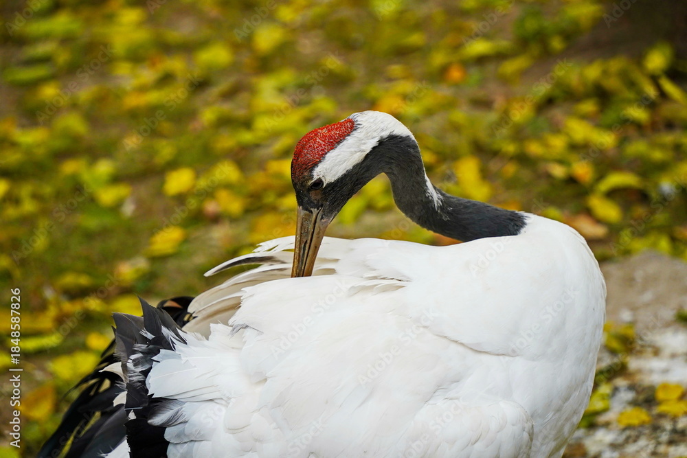 Obraz premium A crane walks through the fenced area at the zoo.