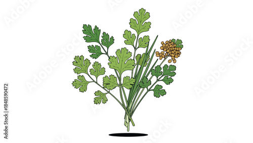 Vibrant green cilantro foliage alongside golden mature coriander seeds, expertly depicted in a clear botanical illustration on a pristine white