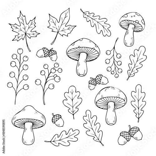 A drawing of various fall leaves and mushrooms. The mushrooms are scattered throughout the drawing, with some being larger and others smaller. The leaves are also spread out