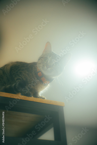 Tabby cat standing on a high shelf, looking down with curiosity under soft light and minimal background. Cozy indoor pet photography with calm mood.