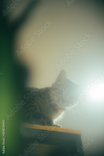 Tabby cat standing on a high shelf, looking down with curiosity under soft light and minimal background. Cozy indoor pet photography with calm mood.