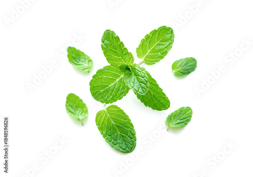 Mint leaf. Fresh mint on white background.