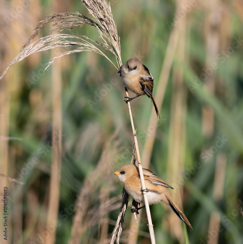 Bearded reedling, Panurus biarmicus. A young male and female sit on a reed stalk on the riverbank