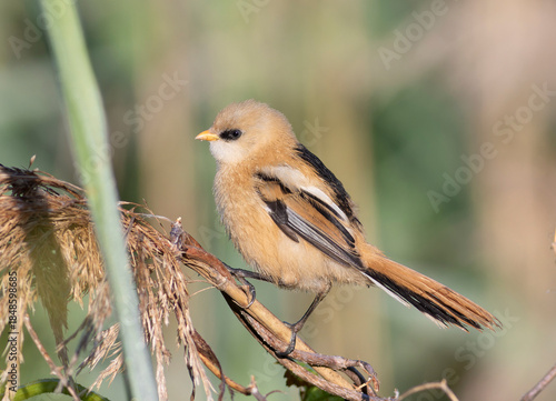 Bearded reedling, Panurus biarmicus. A young male bearded tit sits on a reed, beautiful background