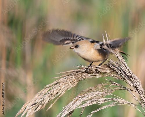 Bearded reedling, Panurus biarmicus. A young female bird spreads her wings