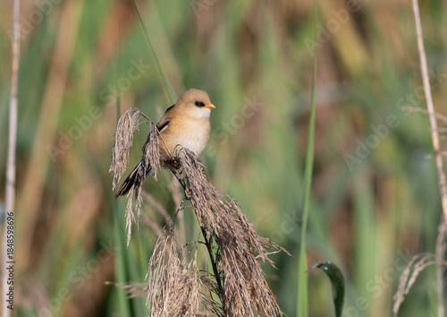 Bearded reedling, Panurus biarmicus. A male bird sits atop a reed in the thickets on the riverbank