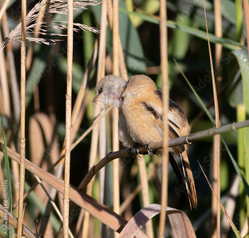 Bearded reedling, Panurus biarmicus. The male bird combs the female's feathers in the reeds