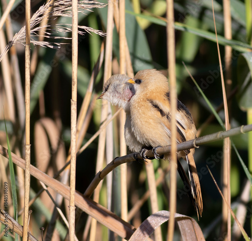 Bearded reedling, Panurus biarmicus. The male bird combs the female's feathers in the reeds