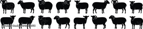 Sheep silhouettes collection farm animal icons black vector set livestock illustration isolated rural agriculture design elements farming pastoral wool animals
