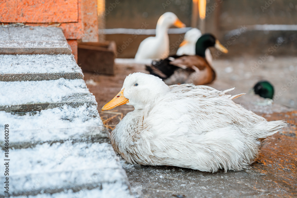 Obraz premium A duck near a farmhouse in winter