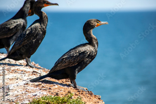 Black Cormorant Bird Perched on Cliff Overlooking Ocean, on the Magdalen Islands, Quebec, Canada