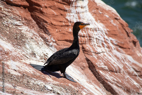 Black Cormorant Perched on Red Rock Cliffs Near Water, on the Magdalen Islands, Quebec, Canada
