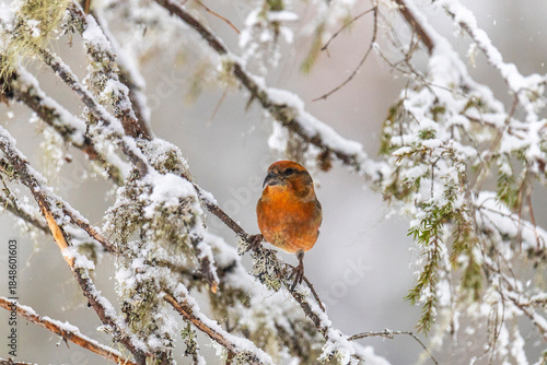 Male crossbill sits on a spruce branch in winter