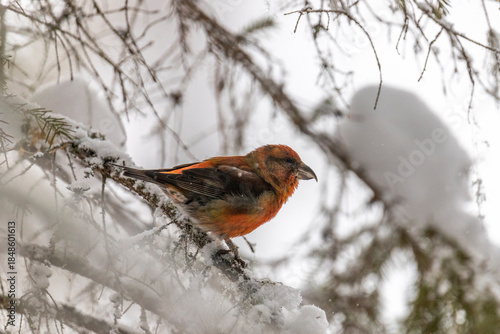 A male crossbill sits on a pine branch in winter