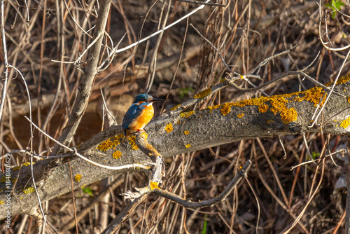 Common kingfisher sitting on a tree branch above the river