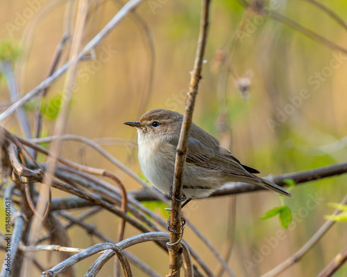Willow warbler sitting on a tree branch