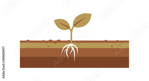 Watch life beautifully unfold as a seed sprouts, a symbol of growth and hope for a brighter future in a well-layered soil, nature's promise