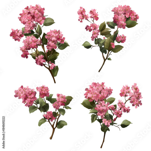 Wallpaper Mural Four illustrations showing flowering plant branches with pink blossoms and green leaves on white Torontodigital.ca