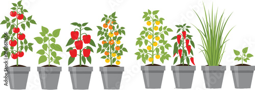 Potted vegetable plant vector set featuring tomatoes, peppers, citrus, and herbs in containers, home gardening and urban farming illustration concept