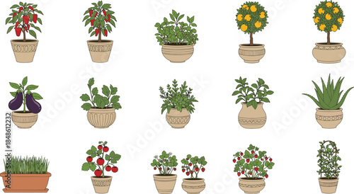 Potted vegetable and herb plants vector set featuring tomatoes, peppers, eggplant, citrus, greens, and garden crops in containers for home gardening