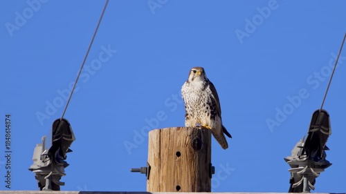 Prairie Falcon looking around from on top of a telephone pole against a blue sky in Wyoming.