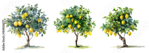 Watercolor collection of citrus lemon trees with botanical illustrations and vintage patterns. Summer Mediterranean trees with yellow fruits, floral borders and tropical foliage elements.