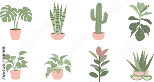 Collection of indoor potted plants