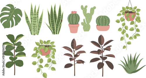 Collection of various houseplants