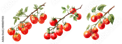 Tomato Branch Set. Watercolor set of red cherry tomatoes on branches, with botanical leaves for organic food design and Mediterranean cuisine graphics.