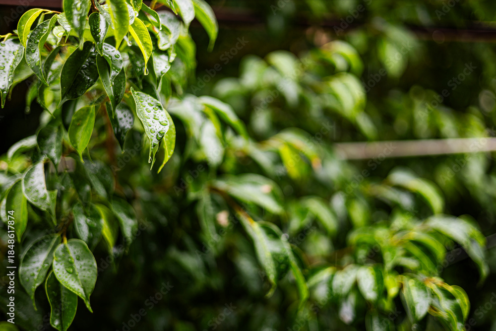 Obraz premium Korean Banyan Gets Rain Mist On Rainy Day