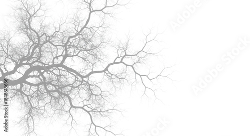 Wallpaper Mural Gray tree branches on white background Torontodigital.ca