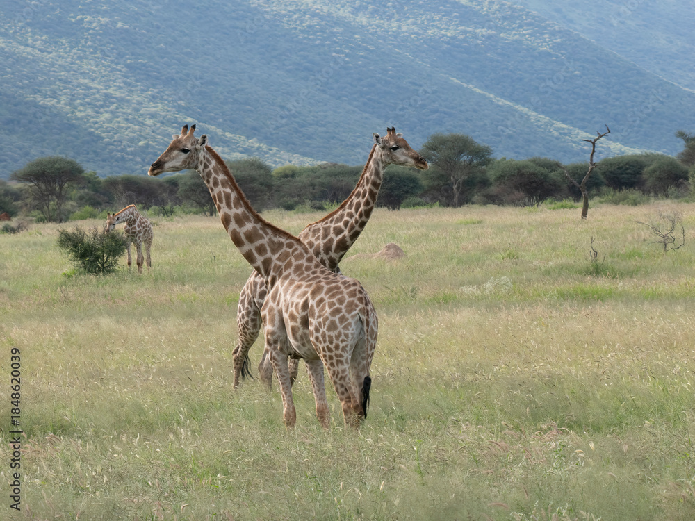 Fototapeta premium Giraffe, Giraffa camelopardalis