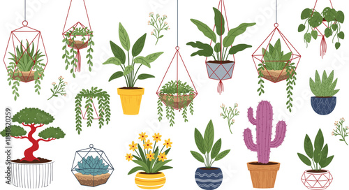 Large set of colorful flat vector indoor plants featuring hanging terrariums bonsai trees cacti and blooming floral houseplants